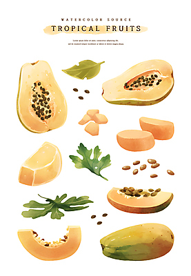 PSD 스티커 잎 일러스트 수채화 씨앗 사람없음 주황색 파파야 국내일러스트 식물 컬러 열대과일 파일형식