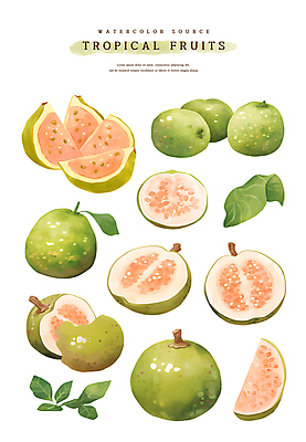 PSD 조각 스티커 잎 일러스트 단면 수채화 사람없음 초록색 구아바 국내일러스트 식물 컬러 열대과일 파일형식
