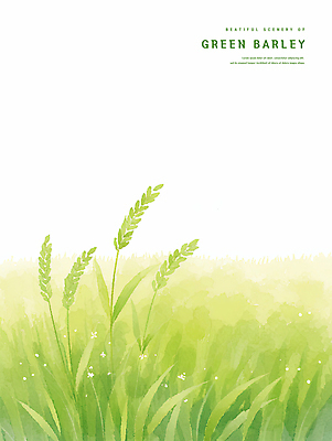 PSD 일러스트 자연 초원 사람없음 연두색 봄풍경 시원함 감성 청보리 청보리밭 국내일러스트 컨셉 밭 풍경 초록색 봄 생태계 보리 파일형식