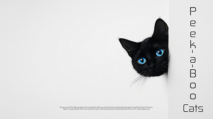 PSD 편집이미지 한마리 포스터 사람없음 귀여움 고양이 놀람 흰색 심플 놀래키기 숨기 숨바꼭질 이미지편집 1 감정 컬러 컨셉 포유류 모션 표정 반려동물 파일형식