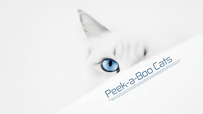 PSD 편집이미지 한마리 포스터 사람없음 귀여움 고양이 놀람 흰색 심플 놀래키기 숨기 이미지편집 1 감정 컬러 컨셉 포유류 모션 표정 반려동물 파일형식