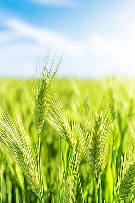 JPG 구름 편집이미지 하늘 사람없음 햇빛 청보리 청보리밭 화창 편집실사 AI포토 AI콘텐츠 자연요소 밭 날씨 태양 CG 보리 파일형식