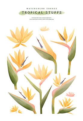 PSD 꽃 잎 일러스트 열대 수채화 사람없음 여름 노란색 극락조화 열대꽃 트로피컬아트 국내일러스트 식물 계절 컬러 그림 파일형식