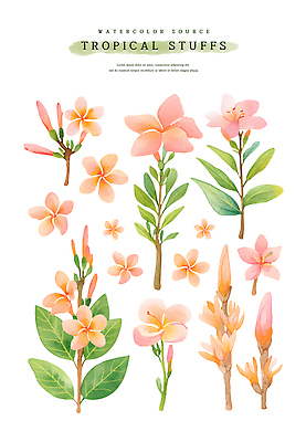 PSD 잎 일러스트 열대 수채화 사람없음 여름 꽃봉오리 열대꽃 칸나 트로피컬아트 코랄 국내일러스트 식물 계절 꽃 컬러 그림 파일형식