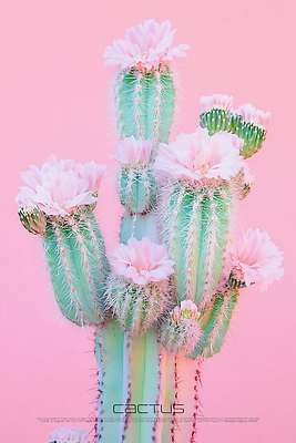 PSD 편집이미지 디자인 꽃 분홍색 선인장 사람없음 미니멀 이미지편집 식물 컬러 파일형식