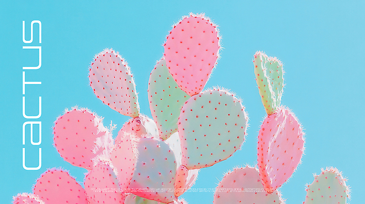 PSD 편집이미지 디자인 분홍색 하늘색 하늘 선인장 사람없음 햇빛 미니멀 이미지편집 식물 컬러 파란색 태양 파일형식