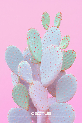 PSD 편집이미지 디자인 분홍색 선인장 사람없음 미니멀 이미지편집 식물 컬러 파일형식