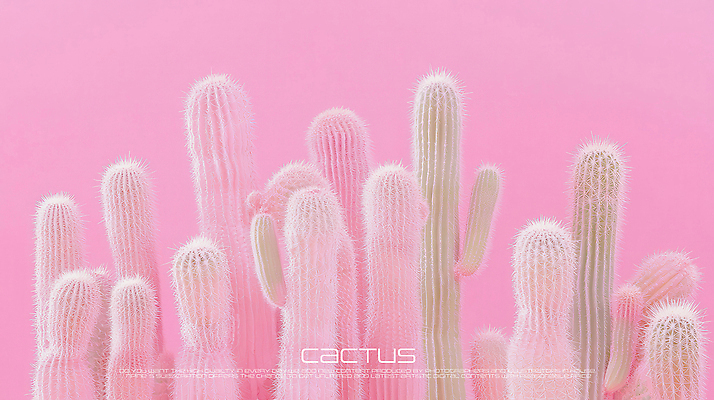 PSD 편집이미지 디자인 분홍색 선인장 사람없음 미니멀 이미지편집 식물 컬러 파일형식