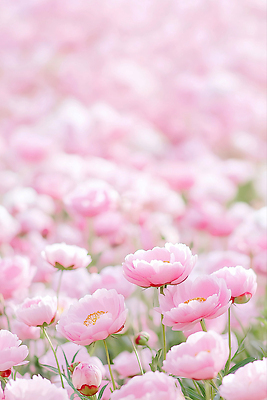 JPG 편집이미지 분홍색 백그라운드 잎 꽃백그라운드 자연 사람없음 작약 편집실사 AI포토 AI콘텐츠 식물 꽃 컬러 CG 생태계 파일형식