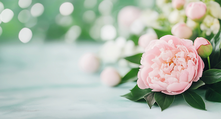 JPG 편집이미지 분홍색 잎 꽃백그라운드 자연 사람없음 초록색 꽃봉오리 보케 작약 카피스페이스 편집실사 AI포토 AI콘텐츠 식물 꽃 컬러 백그라운드 공백 CG 생태계 파일형식