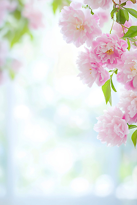 JPG 편집이미지 분홍색 잎 꽃백그라운드 자연 사람없음 작약 카피스페이스 편집실사 AI포토 AI콘텐츠 식물 꽃 컬러 백그라운드 공백 CG 생태계 파일형식