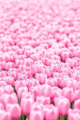 JPG 편집이미지 분홍색 백그라운드 꽃밭 봄꽃 사람없음 봄풍경 튤립 편집실사 AI포토 AI콘텐츠 꽃 컬러 풍경 봄 CG 파일형식