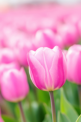 JPG 편집이미지 분홍색 잎 꽃밭 봄꽃 사람없음 아웃포커스 봄풍경 튤립 편집실사 AI포토 AI콘텐츠 식물 꽃 컬러 촬영기법 풍경 봄 CG 파일형식