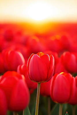 JPG 편집이미지 꽃밭 봄꽃 사람없음 아웃포커스 빨간색 노을 봄풍경 튤립 편집실사 AI포토 AI콘텐츠 자연요소 꽃 컬러 촬영기법 풍경 봄 CG 파일형식