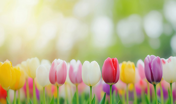 JPG 편집이미지 꽃밭 봄꽃 사람없음 햇빛 봄풍경 튤립 편집실사 AI포토 AI콘텐츠 꽃 풍경 태양 봄 CG 파일형식