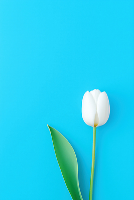 JPG 편집이미지 하늘색 백그라운드 잎 한송이 봄꽃 사람없음 봄풍경 튤립 카피스페이스 편집실사 AI포토 AI콘텐츠 식물 1 꽃 풍경 파란색 봄 공백 CG 송이 파일형식