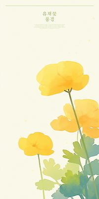 PSD 디자인 꽃 일러스트 봄꽃 수채화 사람없음 제주도 노란색 봄 유채 힐링 감성 국내일러스트 식물 계절 컬러 컨셉 한국 파일형식