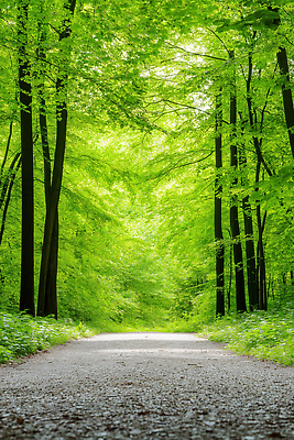 JPG 나무 편집이미지 사람없음 봄풍경 풀잎 숲속 등산로 흙길 편집실사 AI포토 AI콘텐츠 식물 길 잎 풍경 흙 봄 등산 풀_식물 숲 CG 파일형식