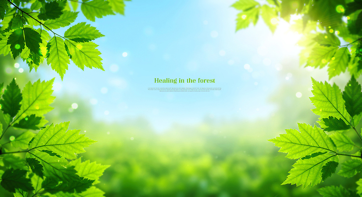 PSD 나무 편집이미지 자연 하늘 나뭇잎 사람없음 초록색 햇빛 깨끗함 숲속 에코 청정 이미지편집 식물 컬러 컨셉 잎 태양 환경 숲 생태계 파일형식