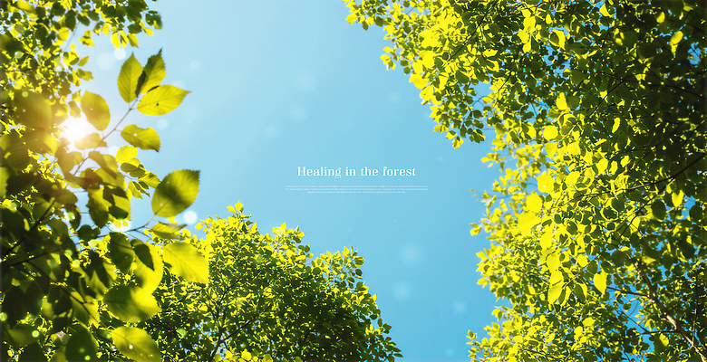 PSD 나무 편집이미지 자연 하늘 나뭇잎 사람없음 초록색 햇빛 깨끗함 숲속 에코 청정 이미지편집 식물 컬러 컨셉 잎 태양 환경 숲 생태계 파일형식