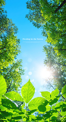 PSD 나무 편집이미지 자연 하늘 나뭇잎 사람없음 초록색 햇빛 깨끗함 숲속 이슬 에코 청정 이미지편집 식물 컬러 컨셉 잎 태양 환경 숲 생태계 파일형식