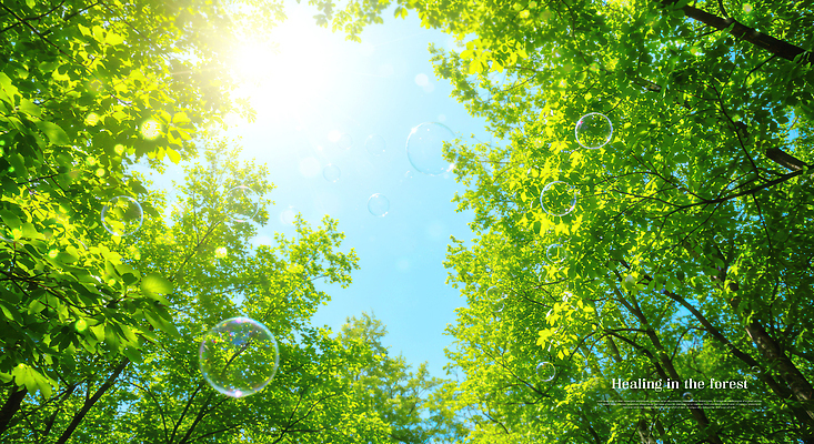 PSD 나무 편집이미지 자연 하늘 나뭇잎 사람없음 초록색 햇빛 깨끗함 비눗방울 숲속 에코 청정 이미지편집 식물 컬러 컨셉 잎 태양 환경 숲 생태계 파일형식