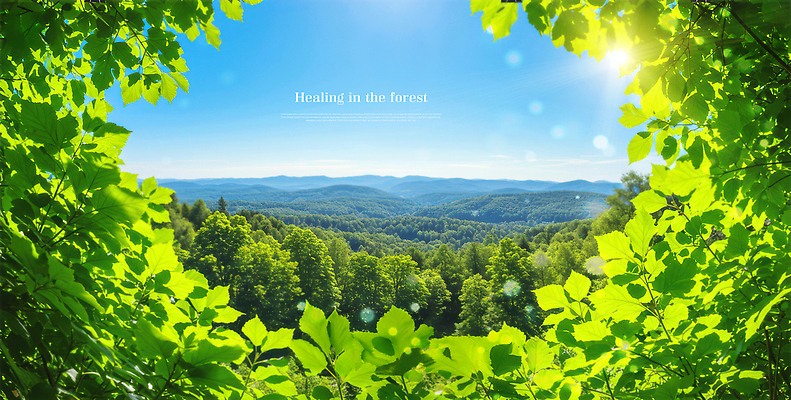 PSD 나무 편집이미지 자연 하늘 나뭇잎 사람없음 초록색 햇빛 깨끗함 숲속 에코 보케 청정 이미지편집 식물 컬러 컨셉 잎 태양 환경 숲 생태계 파일형식