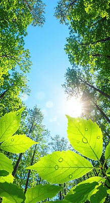 PSD 나무 편집이미지 자연 하늘 나뭇잎 사람없음 초록색 햇빛 깨끗함 숲속 이슬 에코 청정 이미지편집 식물 컬러 컨셉 잎 태양 환경 숲 생태계 파일형식