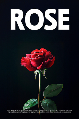 PSD 편집이미지 포스터 잎 한송이 타이포그라피 사람없음 장미 검은색 로맨틱 이미지편집 식물 문자 1 꽃 컬러 컨셉 송이 파일형식