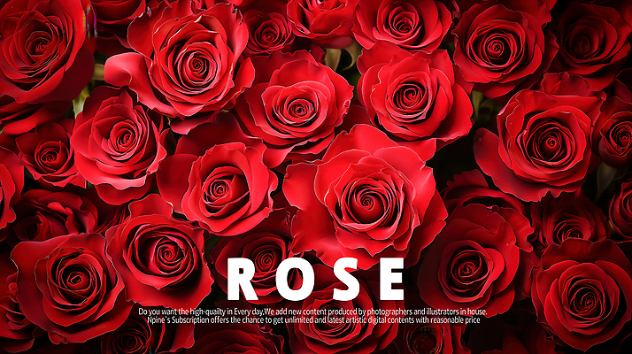 PSD 편집이미지 포스터 타이포그라피 사람없음 빨간색 장미 로맨틱 세송이 이미지편집 문자 꽃 컬러 컨셉 3 파일형식