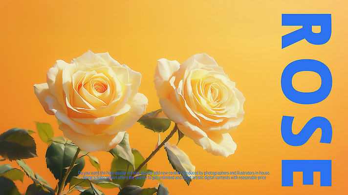 PSD 편집이미지 포스터 잎 타이포그라피 사람없음 장미 노란색 로맨틱 두송이 이미지편집 식물 문자 꽃 컬러 컨셉 2 파일형식