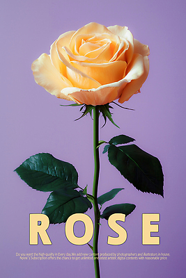 PSD 편집이미지 포스터 잎 한송이 타이포그라피 사람없음 장미 보라색 로맨틱 이미지편집 식물 문자 1 꽃 컬러 컨셉 송이 파일형식