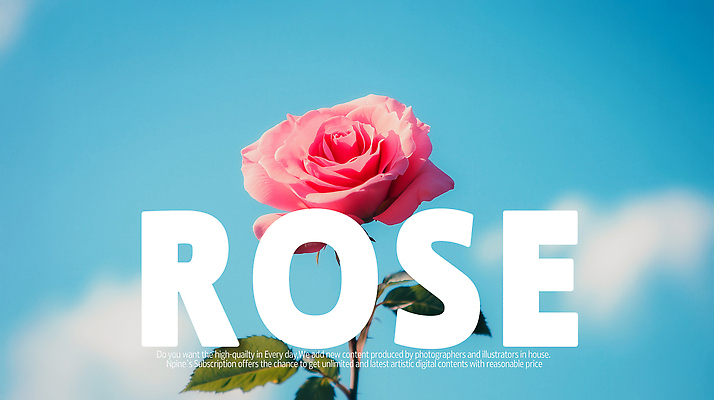 PSD 편집이미지 포스터 하늘색 잎 한송이 타이포그라피 사람없음 장미 로맨틱 이미지편집 식물 문자 1 꽃 컨셉 파란색 송이 파일형식