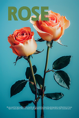 PSD 편집이미지 포스터 하늘색 잎 타이포그라피 사람없음 장미 로맨틱 두송이 이미지편집 식물 문자 꽃 컨셉 2 파란색 파일형식