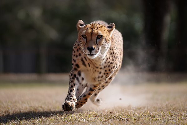 JPG 동물 편집이미지 한마리 자연 초원 사람없음 달리기 속도 사냥 치타 편집실사 AI포토 AI콘텐츠 1 포유류 모션 CG 생태계 파일형식