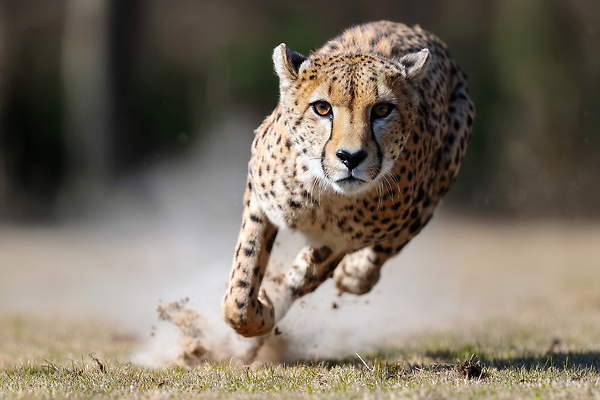 JPG 동물 편집이미지 한마리 자연 초원 사람없음 달리기 속도 사냥 치타 편집실사 AI포토 AI콘텐츠 1 포유류 모션 CG 생태계 파일형식