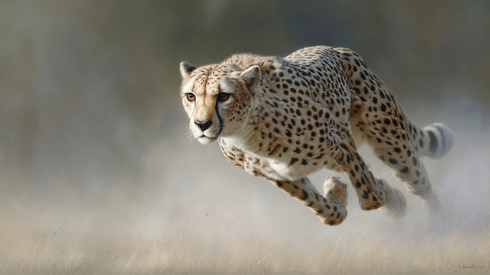 JPG 동물 편집이미지 한마리 자연 초원 사람없음 달리기 속도 사냥 치타 편집실사 AI포토 AI콘텐츠 1 포유류 모션 CG 생태계 파일형식