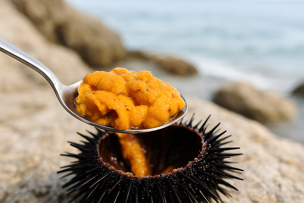 JPG 편집이미지 바다 들기 사람없음 숟가락 오픈 성게 성게알 편집실사 AI포토 AI콘텐츠 모션 극피동물 수저 알 CG 파일형식