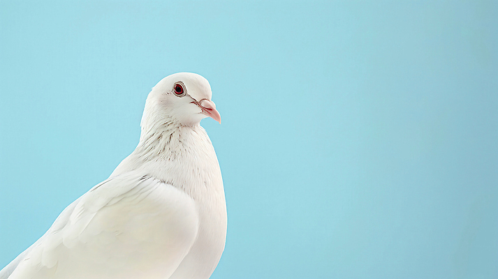 JPG 편집이미지 하늘색 날개 사람없음 평화 희망 순수 백비둘기 편집실사 AI포토 AI콘텐츠 감정 컨셉 파란색 CG 비둘기 파일형식