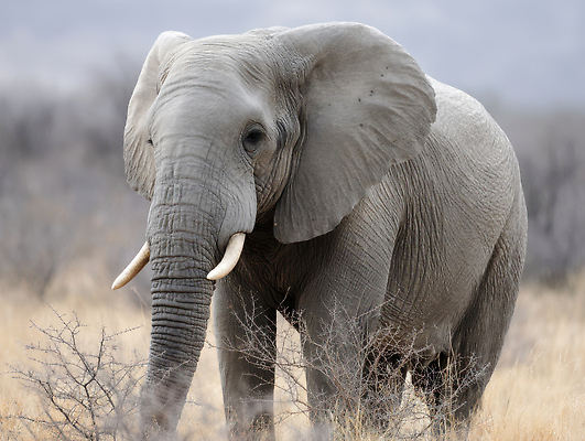 JPG 편집이미지 아프리카 코끼리 초원 사람없음 나뭇가지 편집실사 AI포토 AI콘텐츠 나무 나라 포유류 CG 파일형식