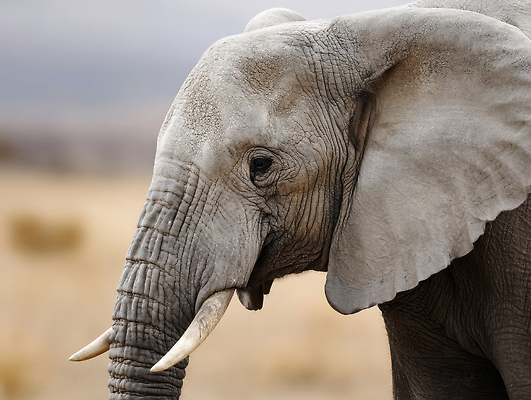 JPG 편집이미지 아프리카 코끼리 초원 사람없음 편집실사 AI포토 AI콘텐츠 나라 포유류 CG 파일형식