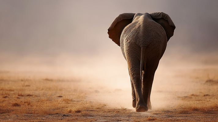 JPG 편집이미지 아프리카 코끼리 초원 사람없음 뒷모습 걷기 모래바람 흙먼지 편집실사 AI포토 AI콘텐츠 나라 뷰포인트 포유류 모션 바람 CG 먼지 파일형식
