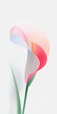 JPG 분홍색 잎 한송이 일러스트 그림자 사람없음 카라 심플 그라데이션 국내일러스트 AI일러스트 AI콘텐츠 식물 1 꽃 컬러 송이 파일형식