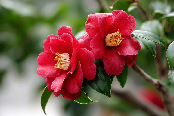 JPG 편집이미지 꽃 겨울 자연 풍경 사람없음 동백 동백나무 편집실사 AI포토 AI콘텐츠 나무 식물 계절 CG 생태계 파일형식