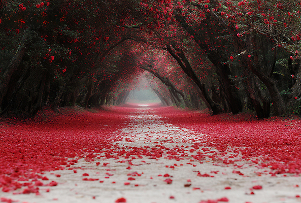 JPG 편집이미지 꽃잎 꽃 겨울 자연 거리 풍경 사람없음 동백 꽃길 동백나무 편집실사 AI포토 AI콘텐츠 나무 식물 계절 길 CG 생태계 파일형식