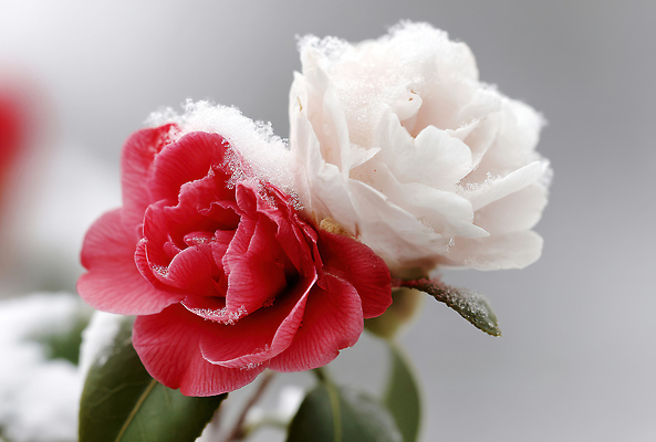 JPG 편집이미지 꽃 겨울 자연 풍경 근접촬영 사람없음 눈 동백 동백나무 편집실사 AI포토 AI콘텐츠 자연요소 나무 식물 계절 뷰포인트 날씨 CG 생태계 파일형식