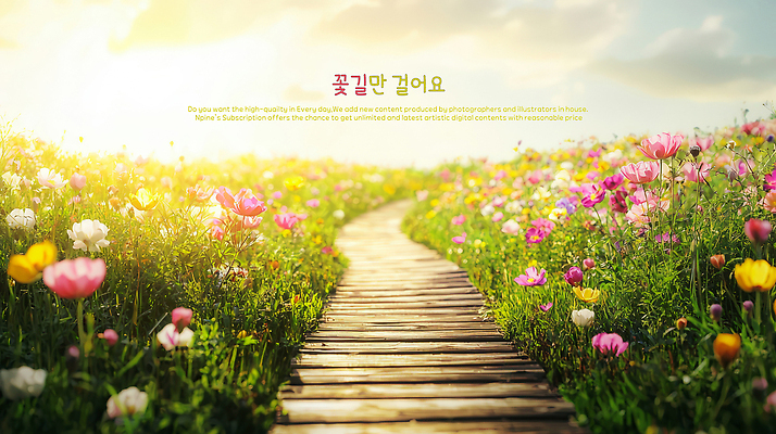 PSD 구름 편집이미지 자연 하늘 사람없음 햇빛 노을 감성 꽃길 이미지편집 자연요소 길 컨셉 태양 생태계 파일형식