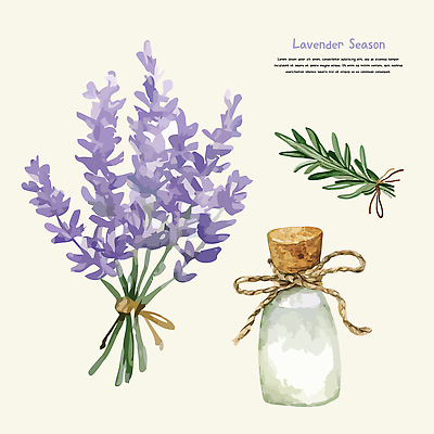 리본 잎 일러스트 건조 사람없음 보라색 라벤더 드라이플라워 엘리먼트 향수병 국내일러스트 AI파일 식물 꽃 컬러 허브 향수 병_담는 파일형식 벡터