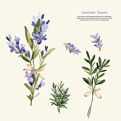 리본 잎 일러스트 건조 사람없음 보라색 향수 라벤더 드라이플라워 엘리먼트 국내일러스트 AI파일 식물 꽃 컬러 화장품 허브 파일형식 벡터