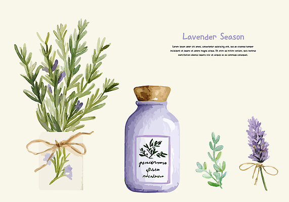 리본 잎 일러스트 건조 사람없음 보라색 라벤더 드라이플라워 엘리먼트 향수병 국내일러스트 AI파일 식물 꽃 컬러 허브 향수 병_담는 파일형식 벡터